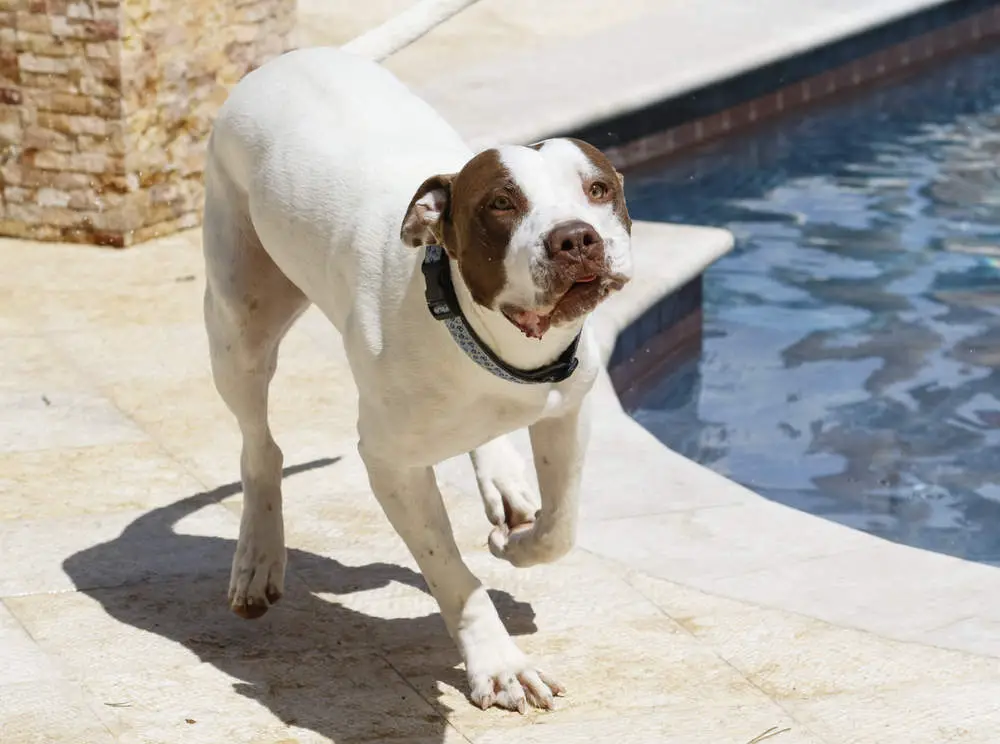 Pitbull walking next to swimming pool