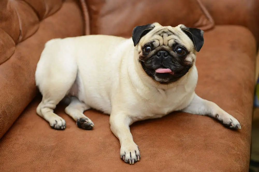 Pug sitting on couch