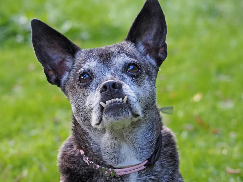 Cute puppy with underbite