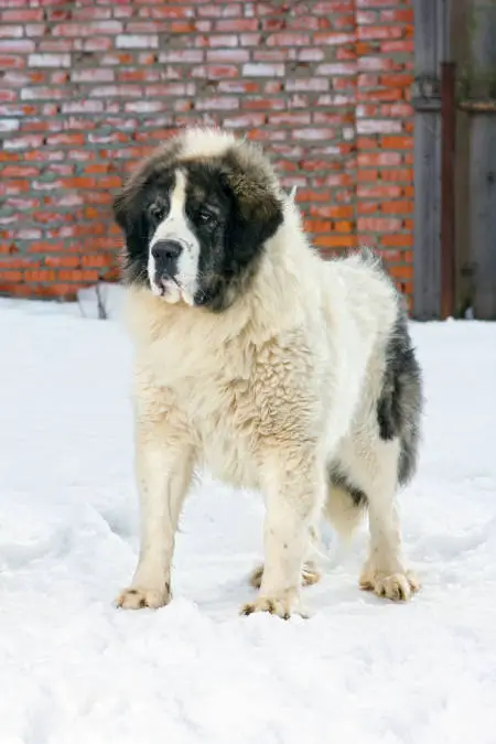 Pyrenean Mastiff