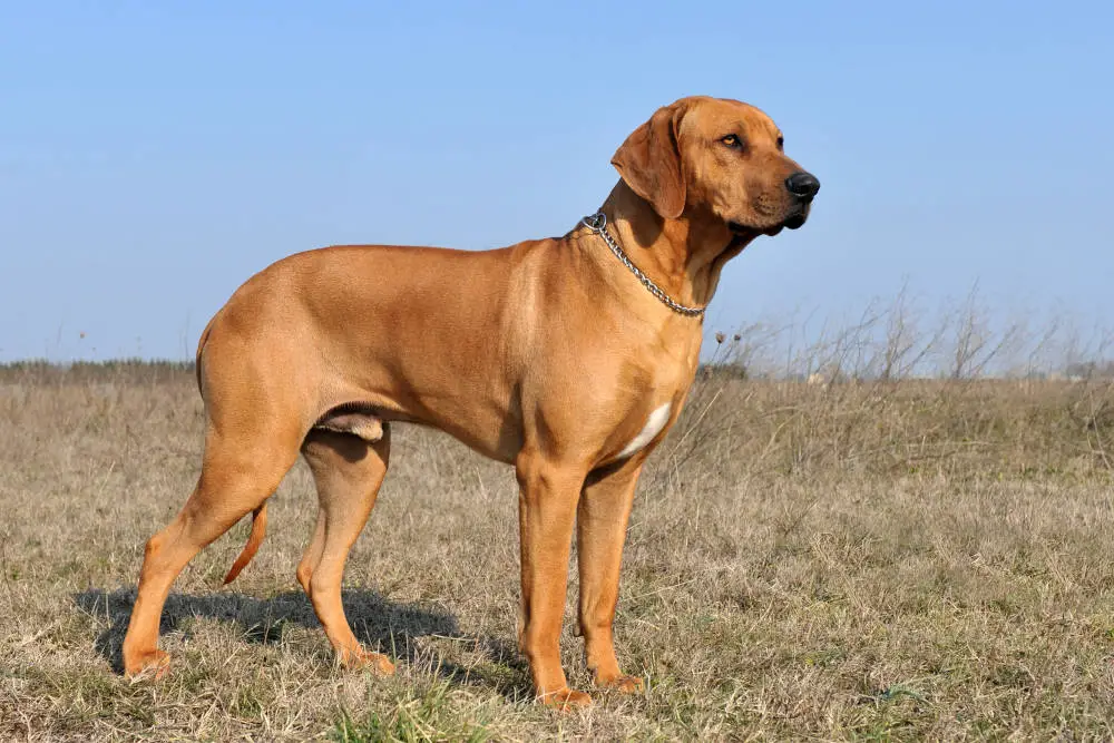 Rhodesian Ridgeback