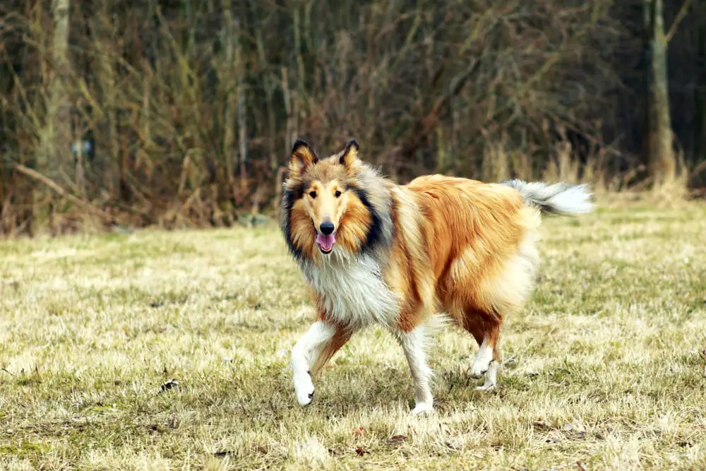 Collie out in a field