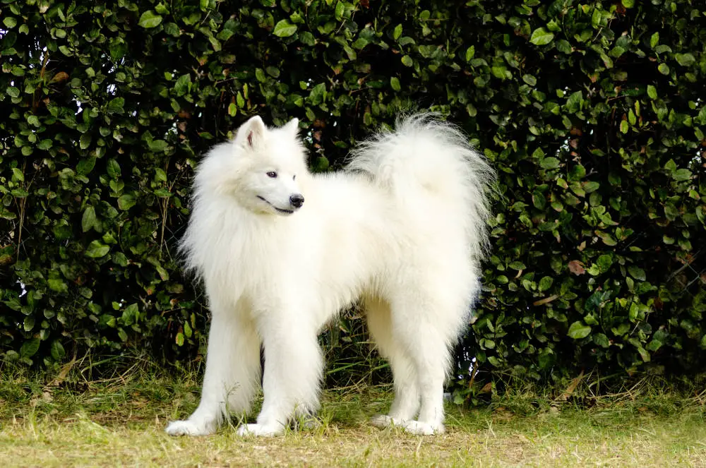 Samoyed