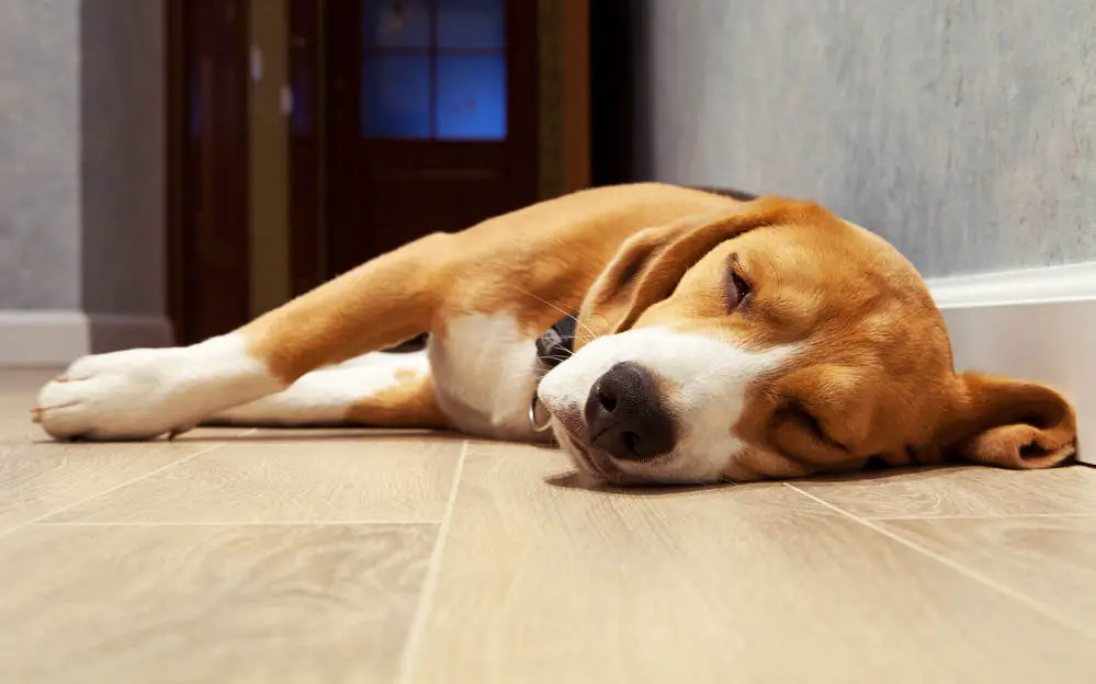 Beagle sleeping on the floor