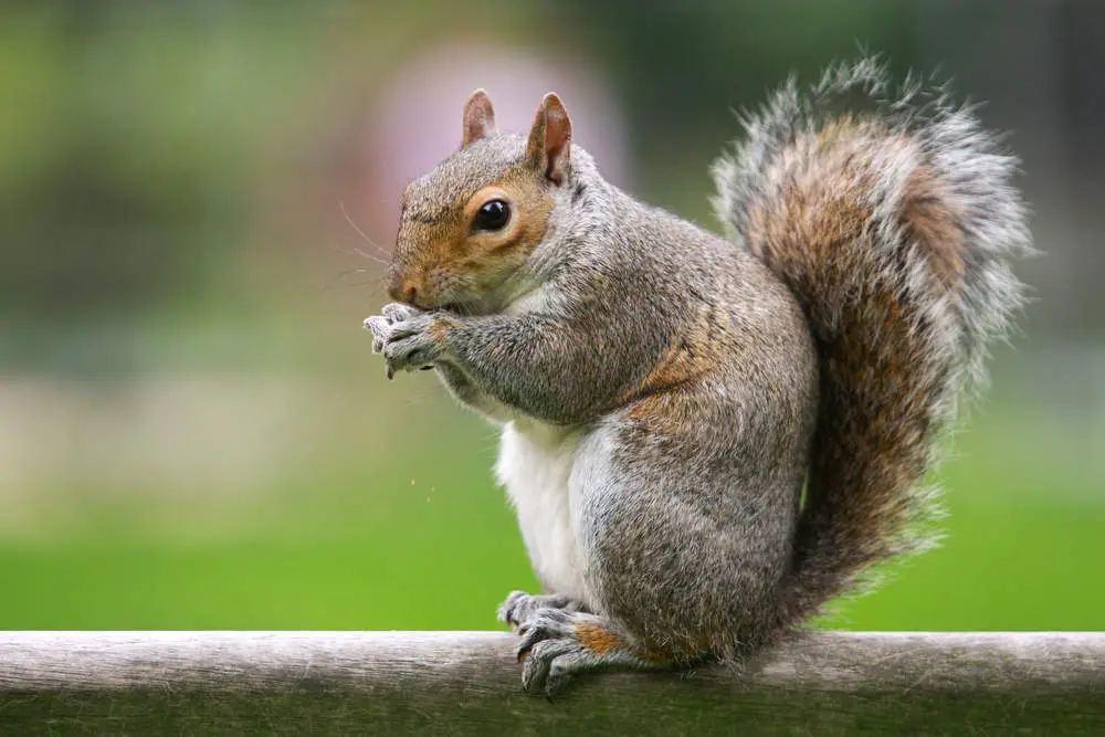 Squirrel in tree eating a nut