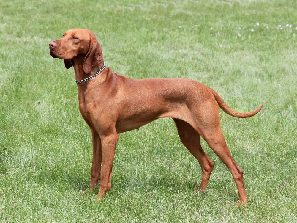 Vizsla