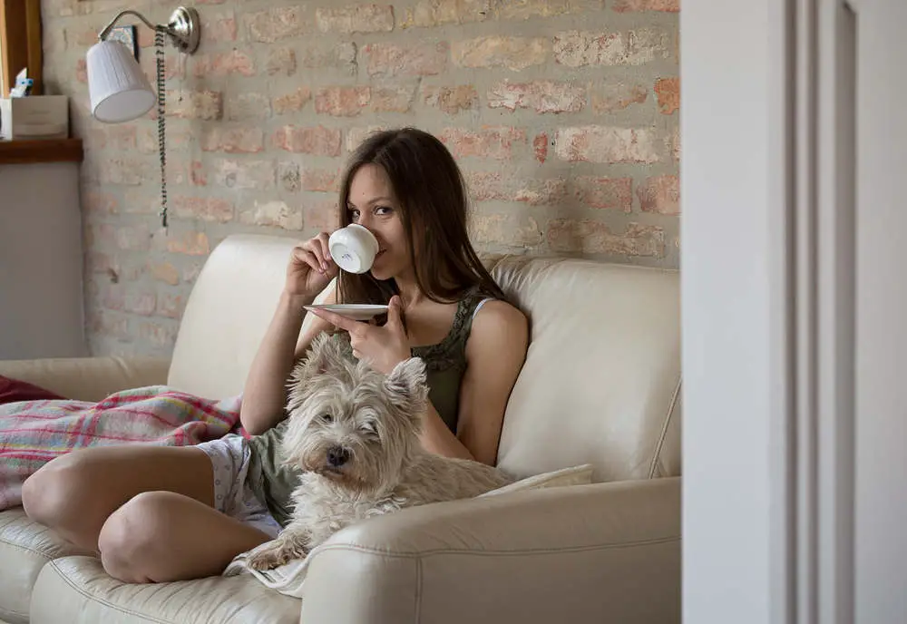 Westie cuddling on couch with owner