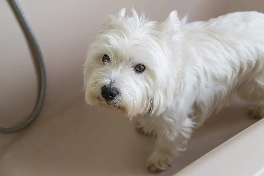 Westie in bathtub getting ready for bath time