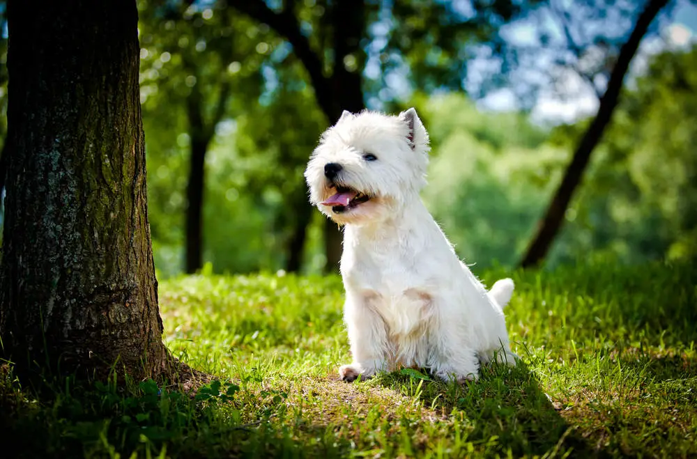 Westie outdoors hiking