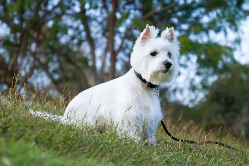 westies are the best dogs