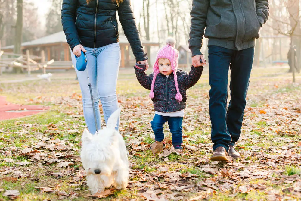 Westie with family walking outdoors