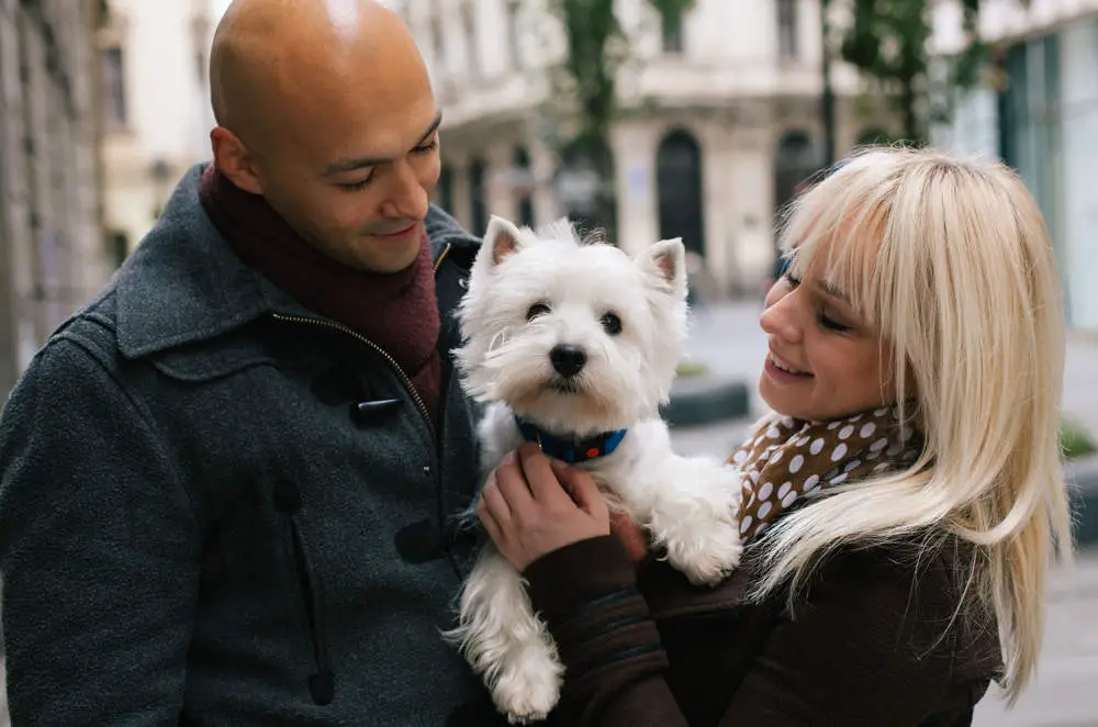 Westie with first time dog owners