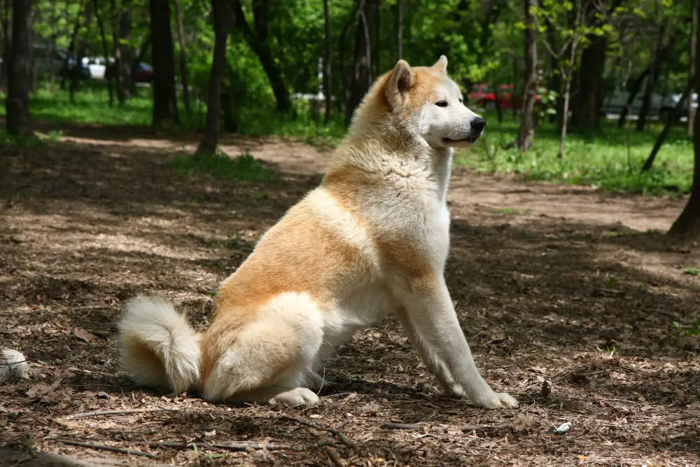 Akita Inu sitting in forest