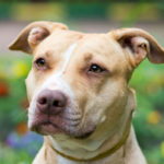 Jack Pit (Jack Russell Pitbull Mix): Everything You Want to Know About This Designer Breed