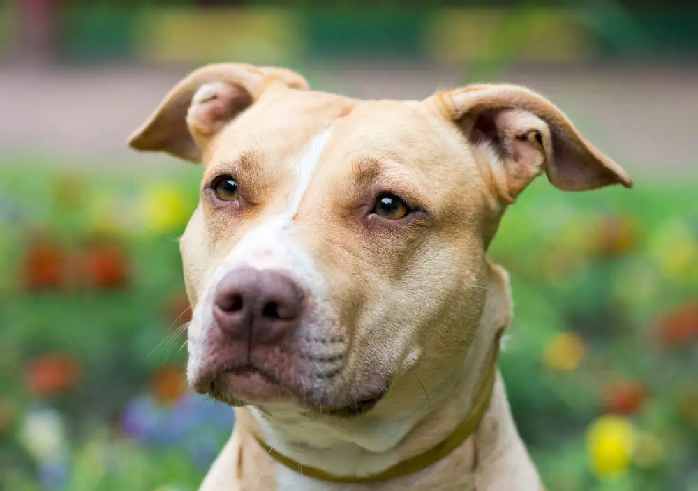 American Pit Bull Terrier