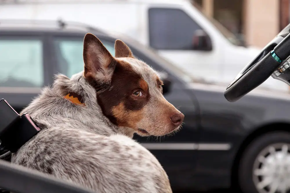 Australian Cattle Dog relaxing in car