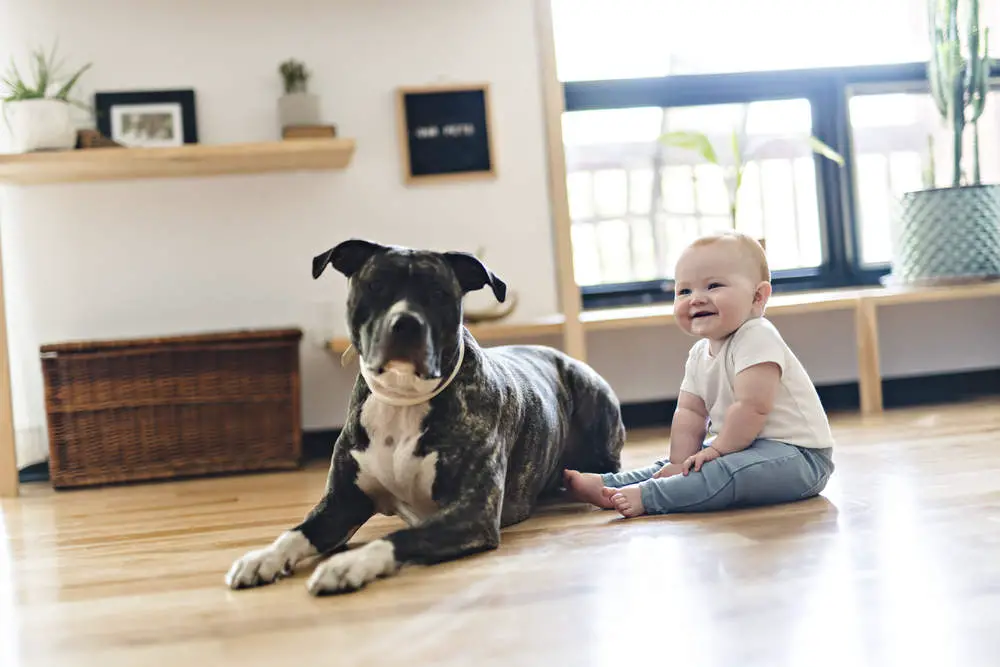 Baby sitting on floor with Pitbull