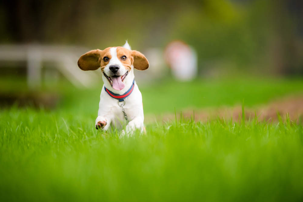 Beagle running fast in a field