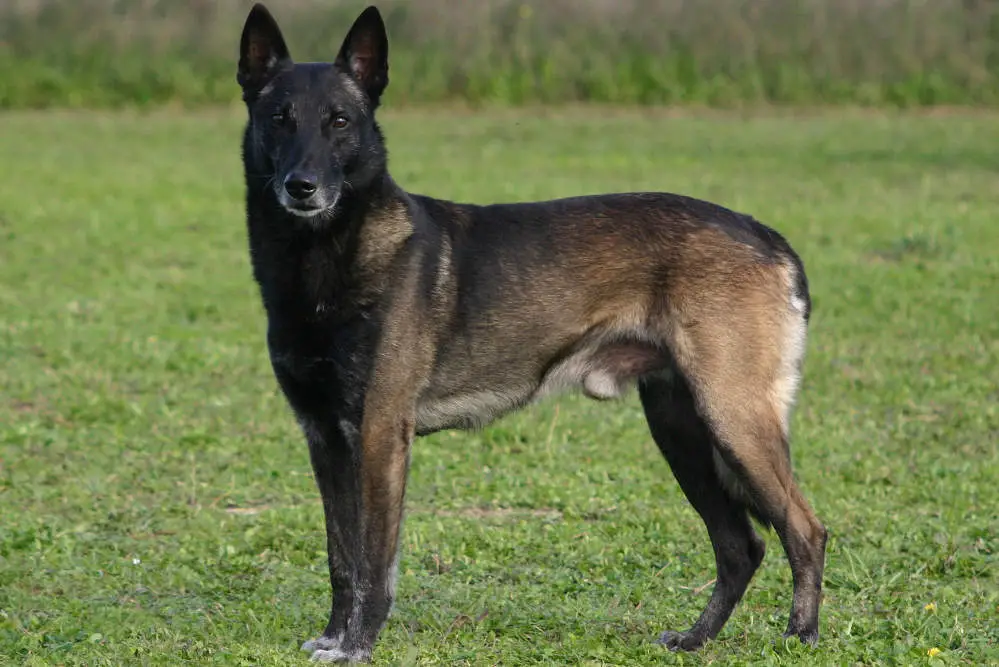 Belgian Malinois