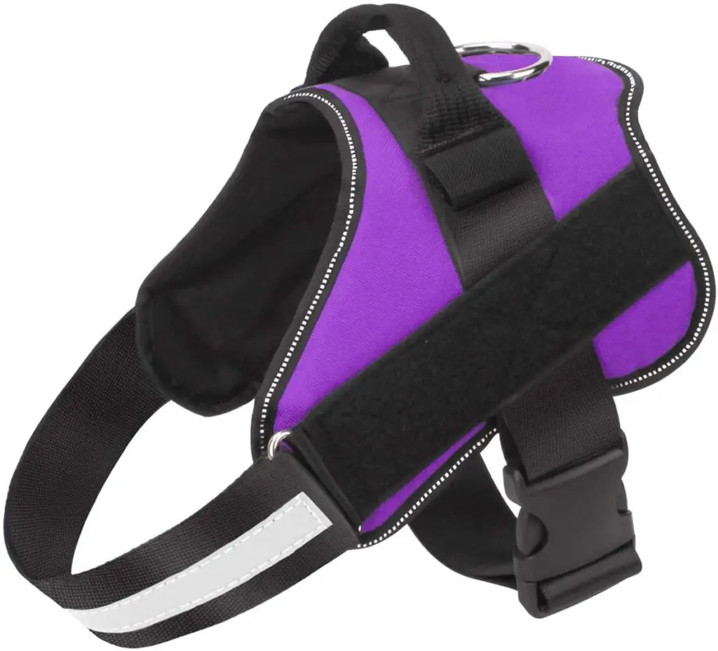 Best Harness for Westies Top 5, Types & Measuring Tips
