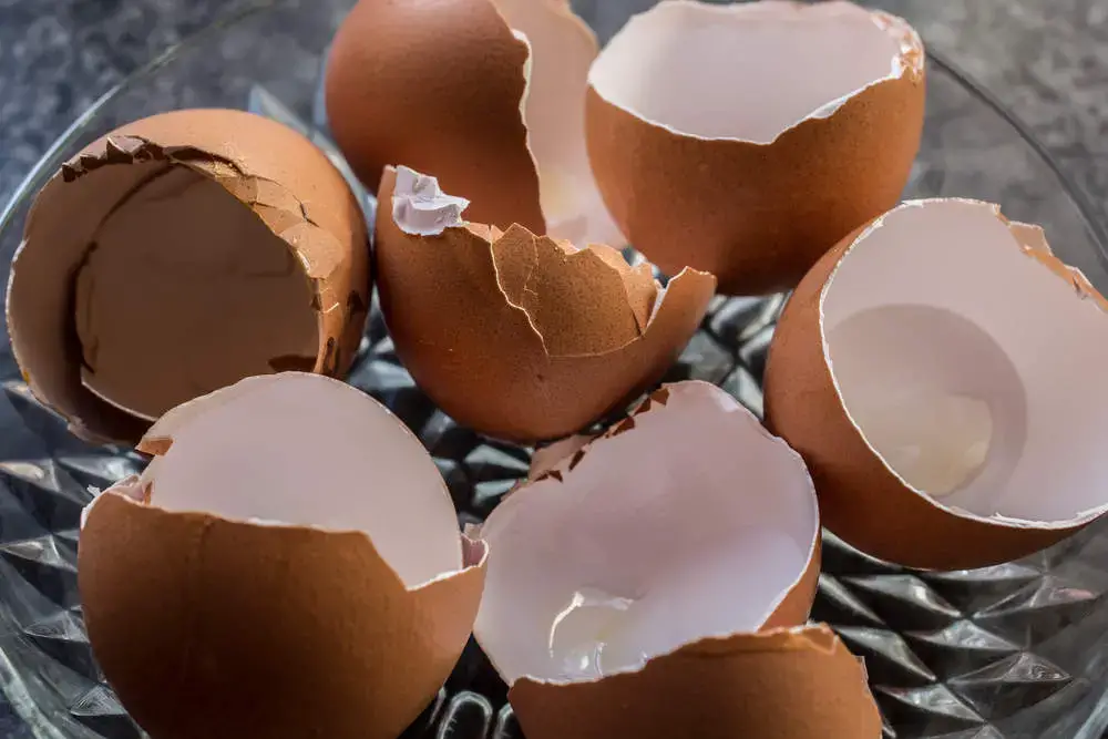 Can Dogs Eat Eggshells Yes But Do This First