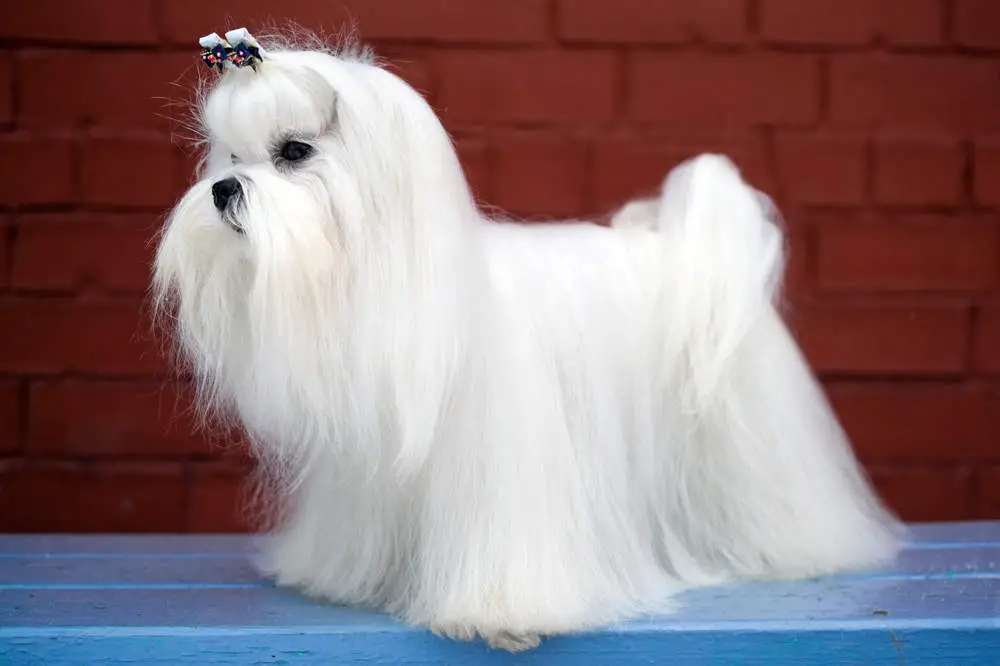 Well brushed Maltese dog posing