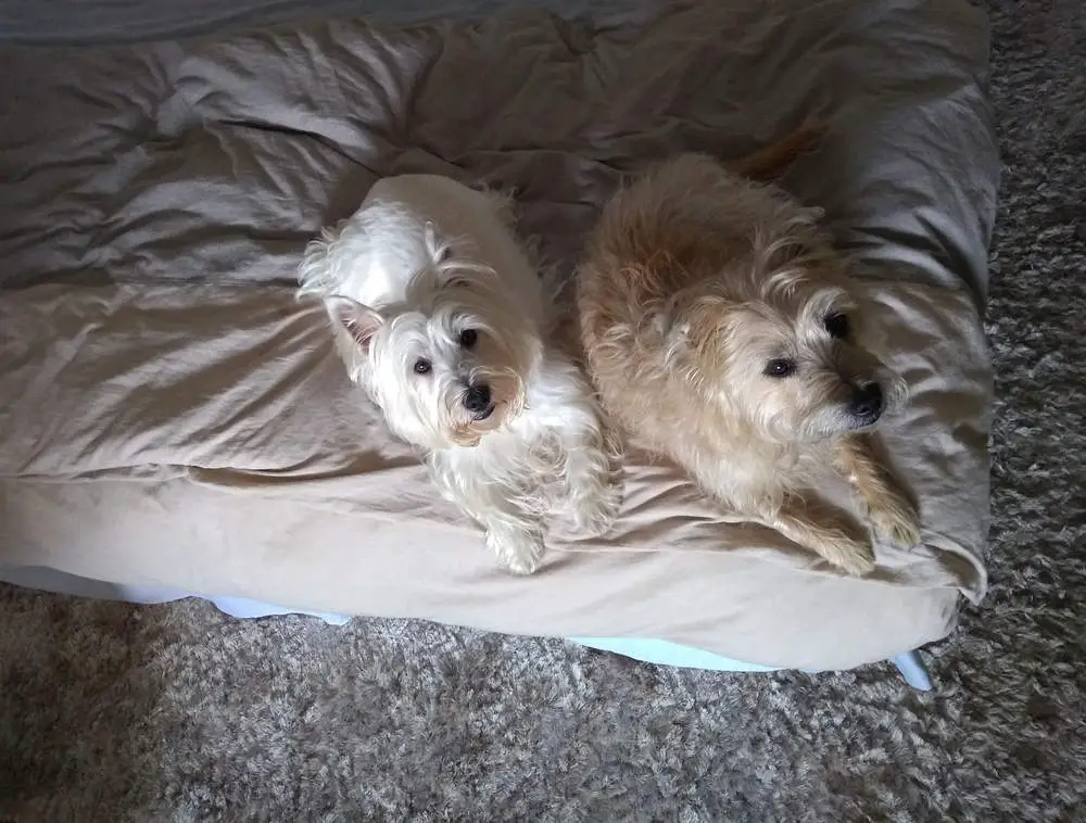 Cairn and Westie laying on the bed