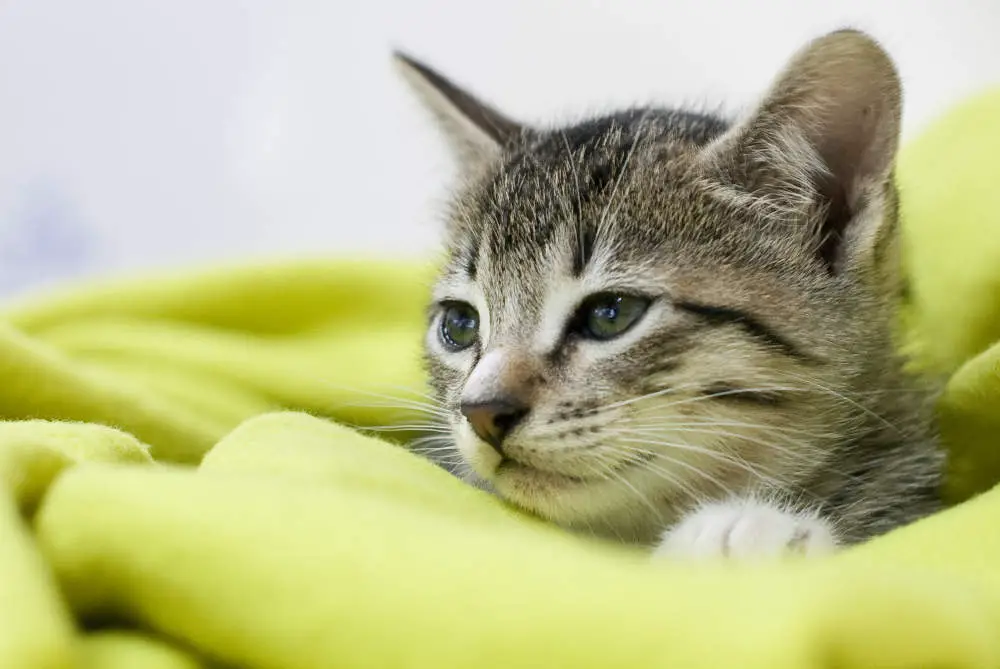 Cat wrapped up in a blanket