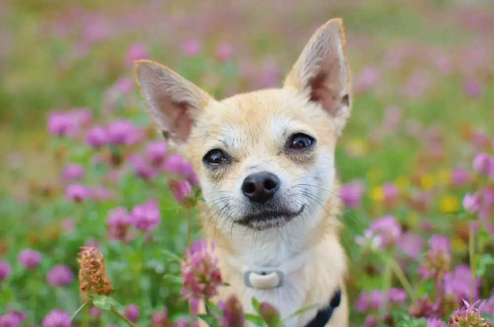 Chihuahua smiling in field