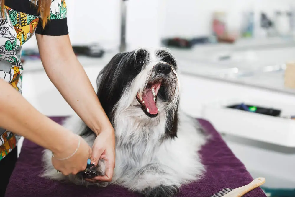 Dog getting nails clipped at groomer