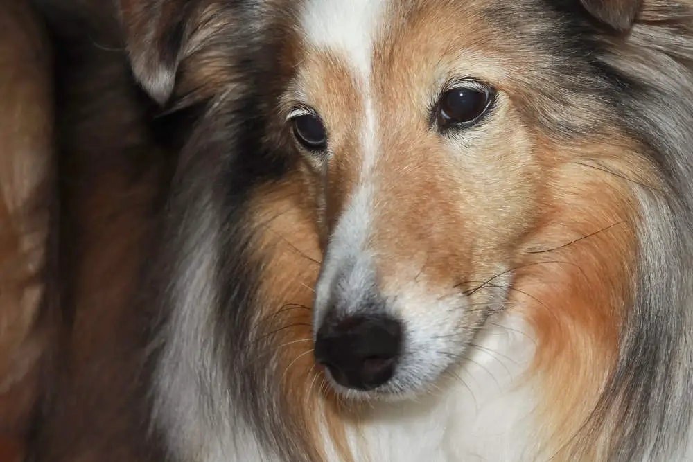 Close up of a dog's whiskers