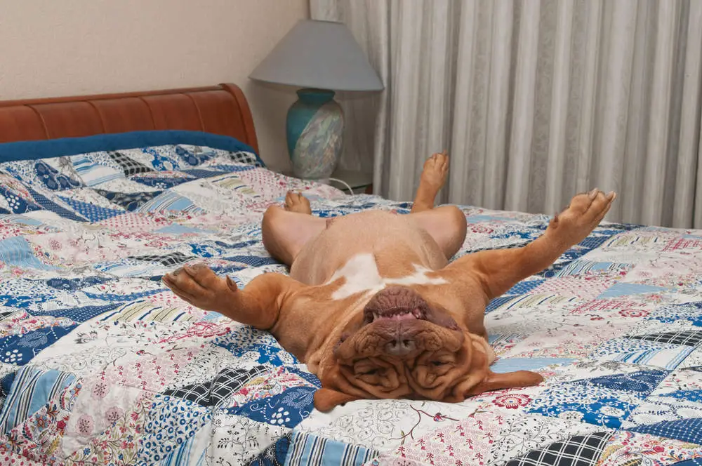 Funny dog acting weird on bed