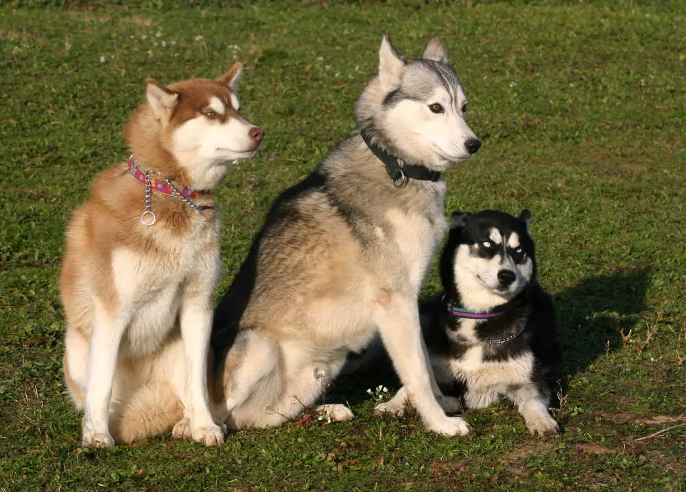 Full grown funny Huskies posing for a picture