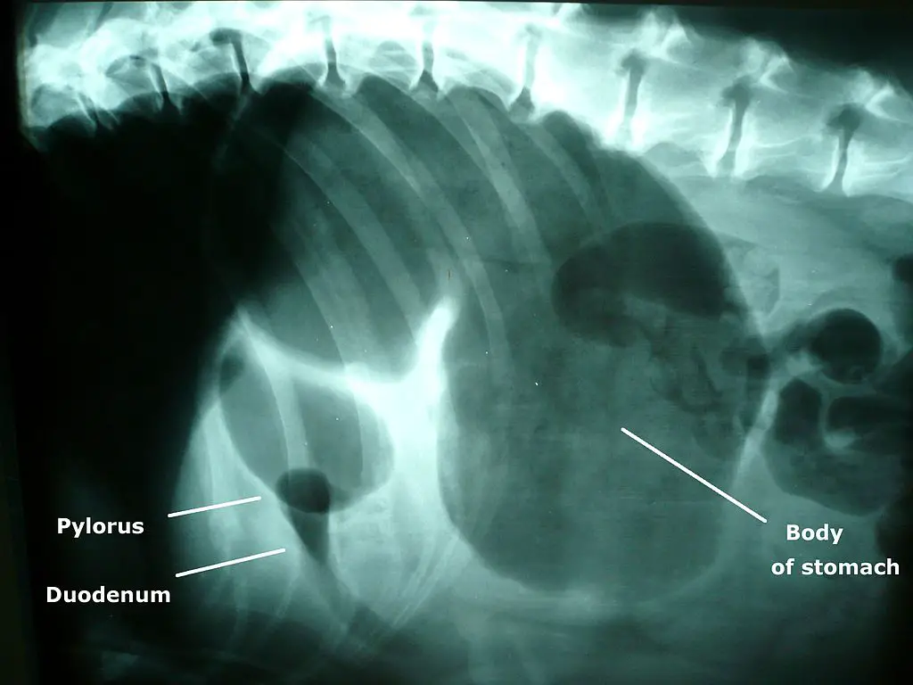 X-ray of bloat in a large dog breed