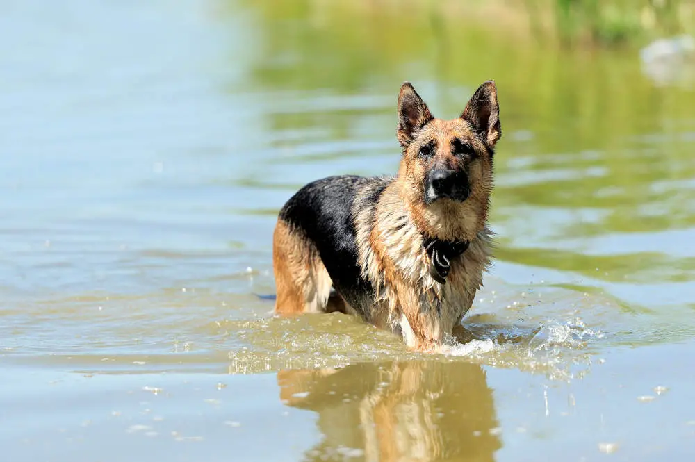 German Shepherd swimming in a lake