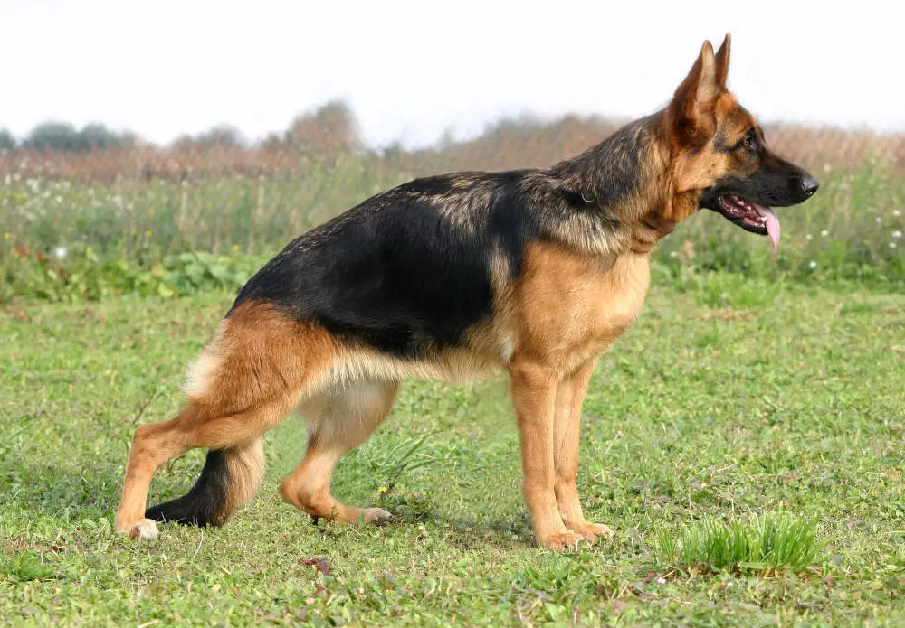 German Shepherd ready for commands during training