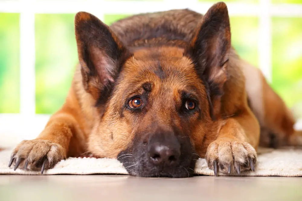 German Shepherd laying on floor