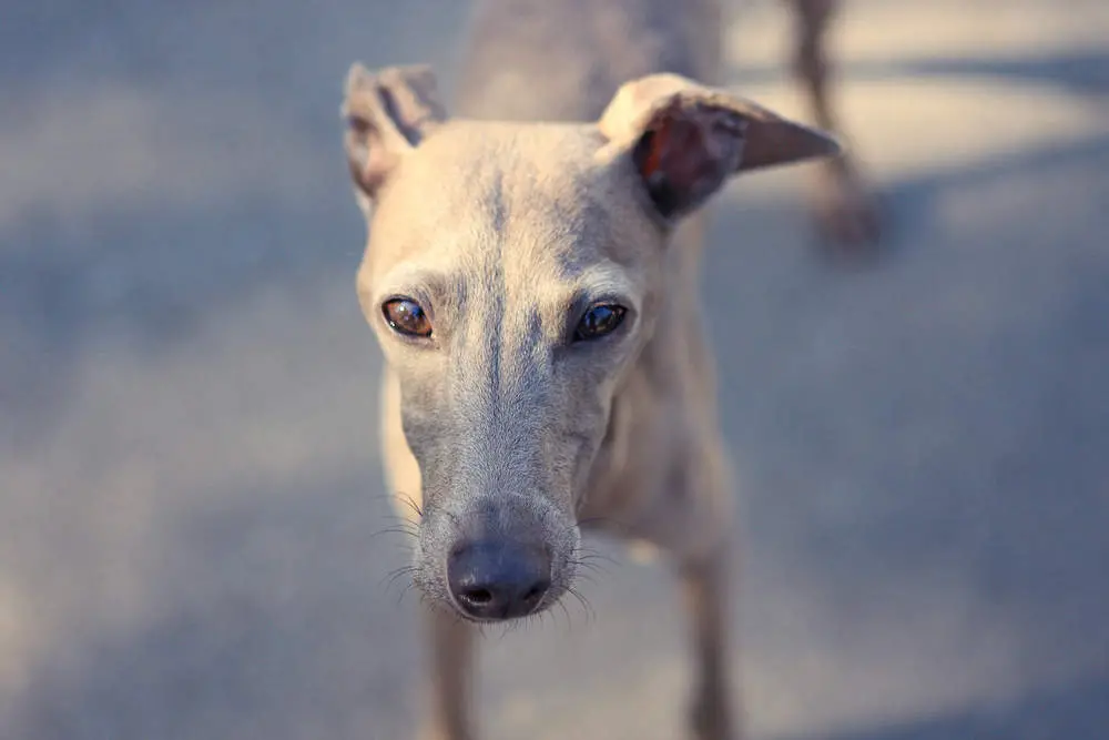 Greyhound face closeup