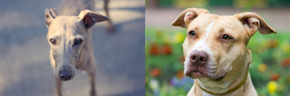 Greyhound (on the left) and American Pit Bull Terrier (on the right)