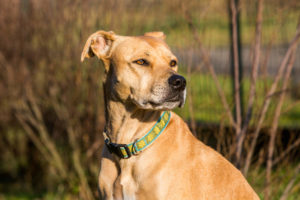 Labrador Pitbull mix