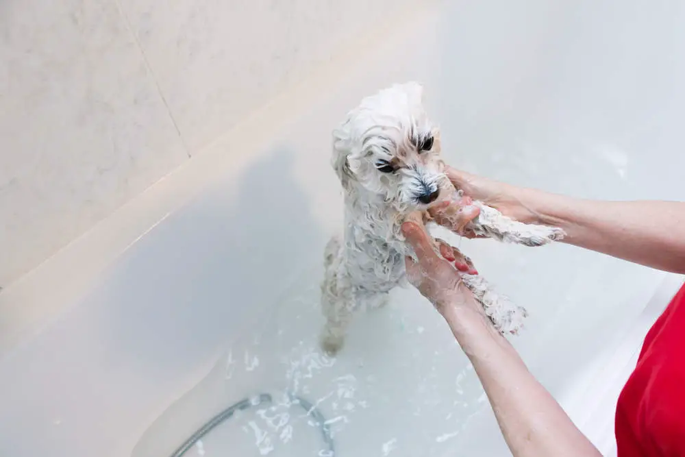 Maltese getting a bath