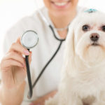 9 Common Maltese Health Issues to Watch Out For