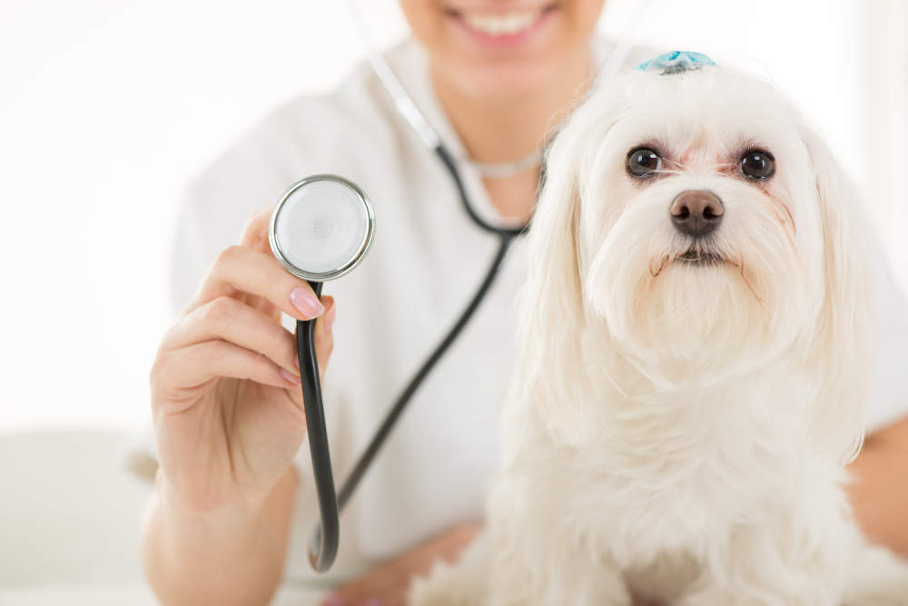 Maltese getting health checkup at vet