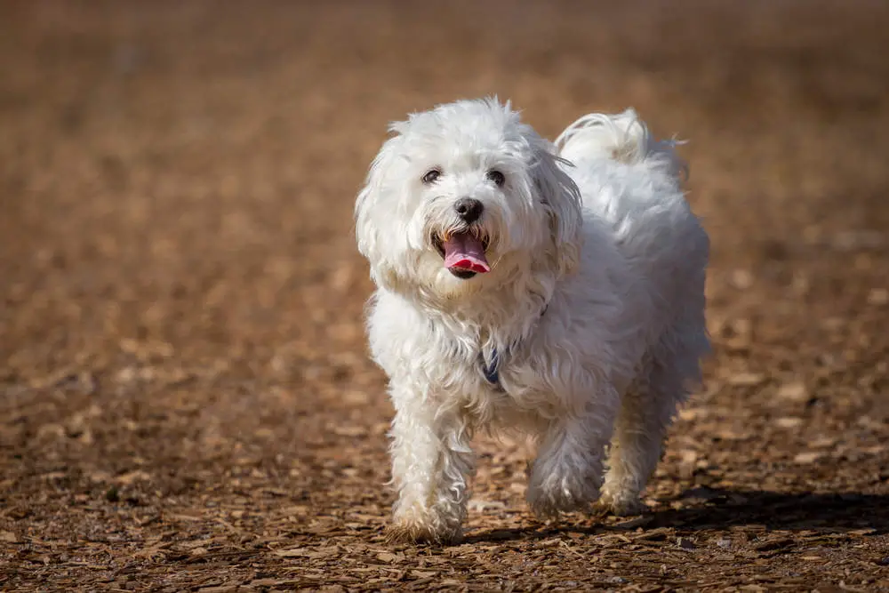 Maltese running down a path