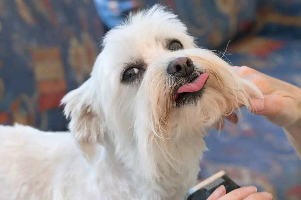 Maltese sticking tongue out while being groomed