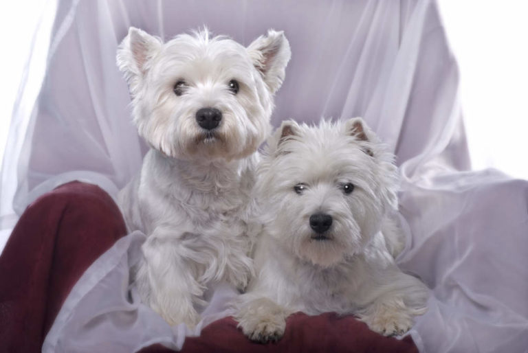 Are Westies Better in Pairs? (What to Consider & Benefits)