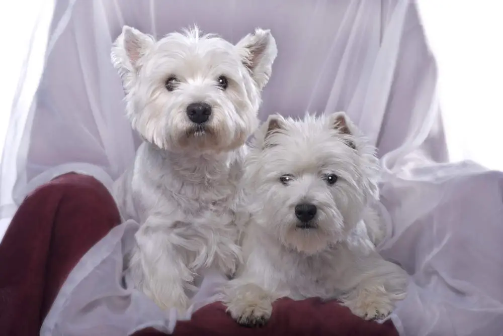 Happy Westie pair posing for a picture in a chair