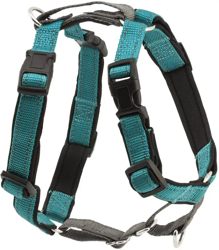 Best Harness for Westies Top 5, Types & Measuring Tips