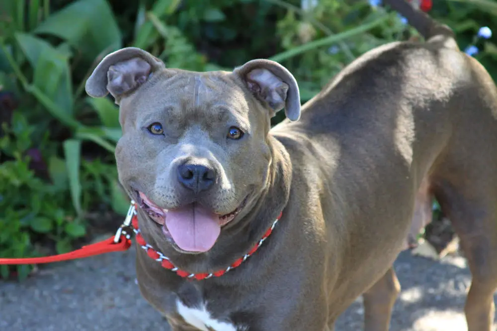 Pitbull at a dog park smiling