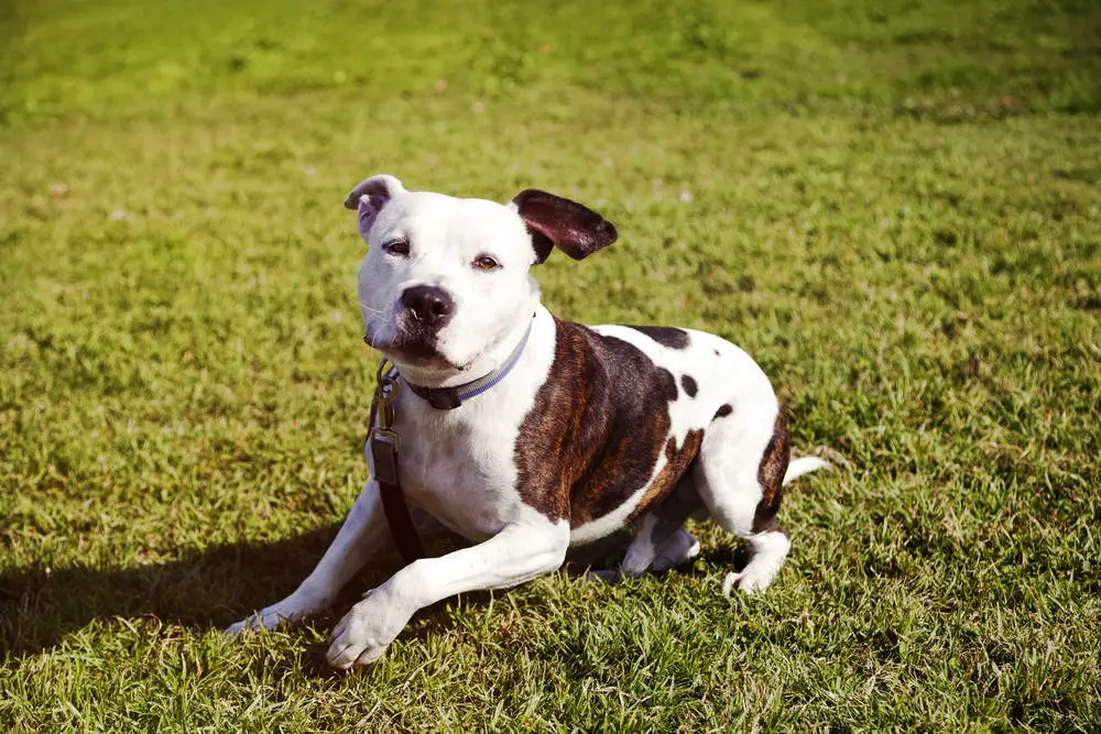 Pitbull sitting on the lawn